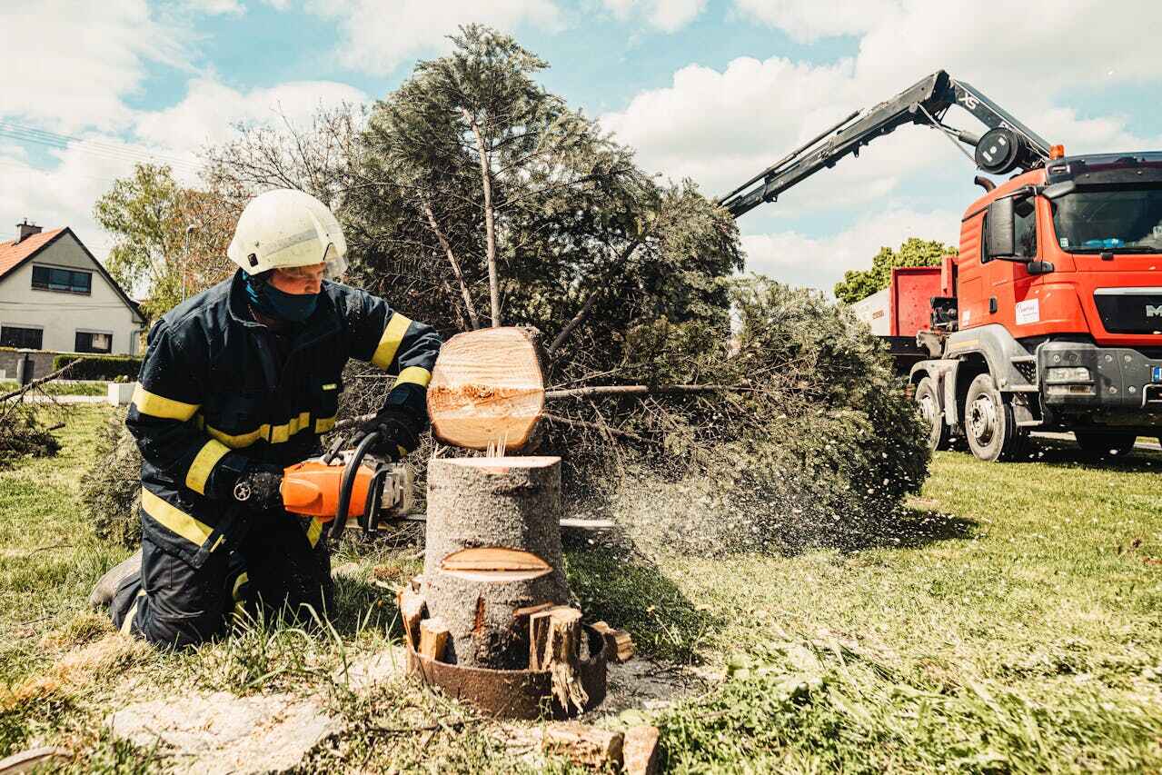 Residential Tree Removal in Fridley, MN